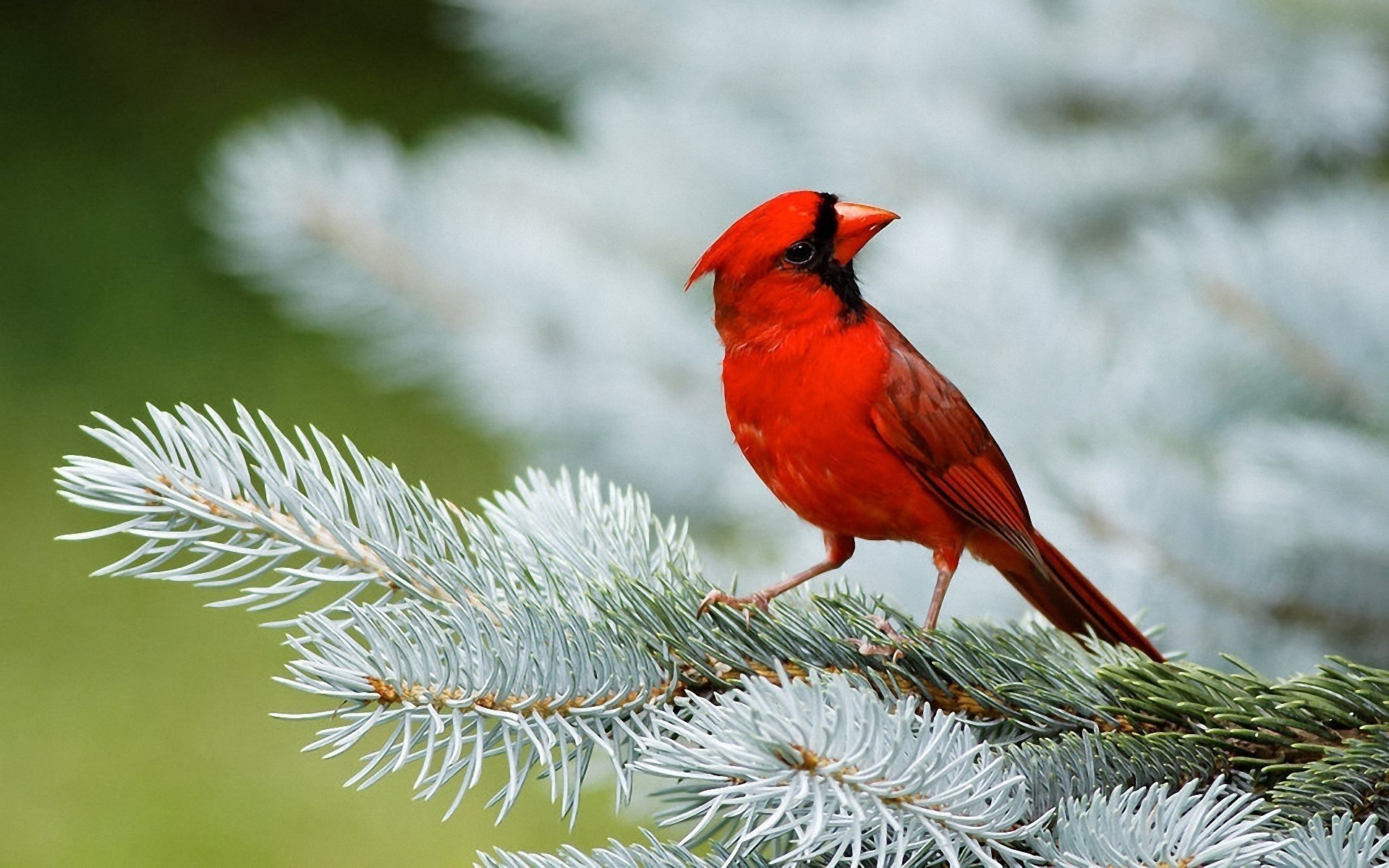 needles red spruce cardinal bird