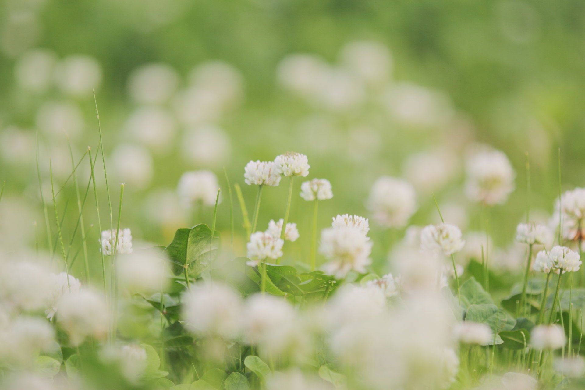 fleurs feuilles blanc trèfle verdure