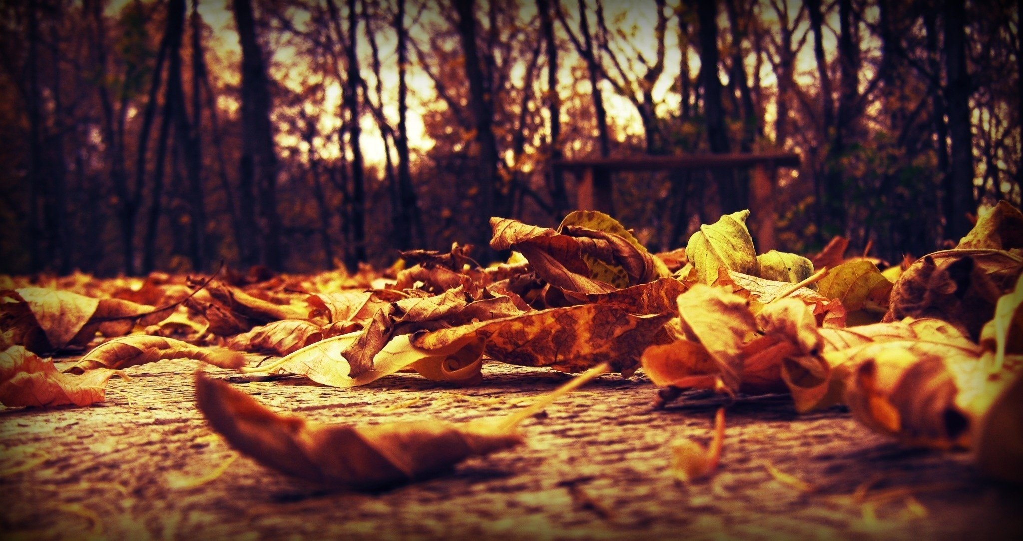 herbst makro blätter