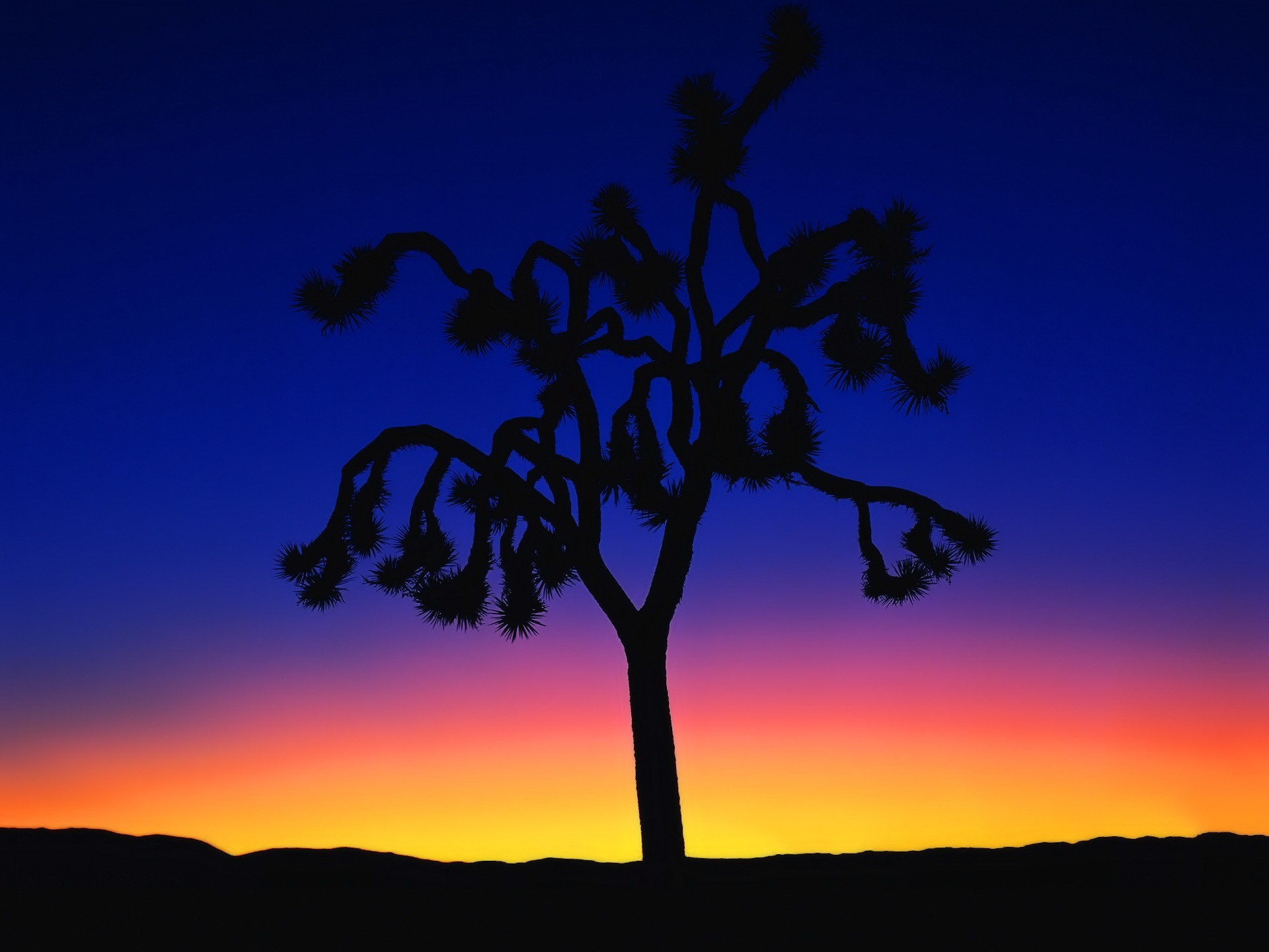 tree sunset minimalism