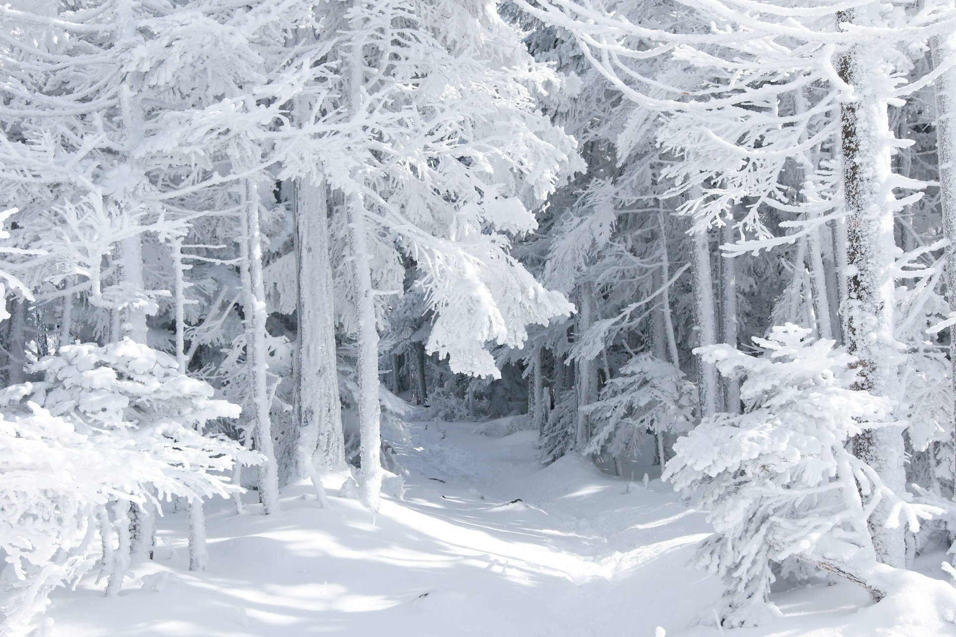 natura zima śnieg las bajka