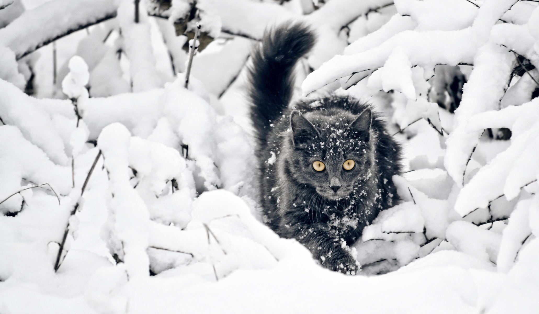 cat snow winter