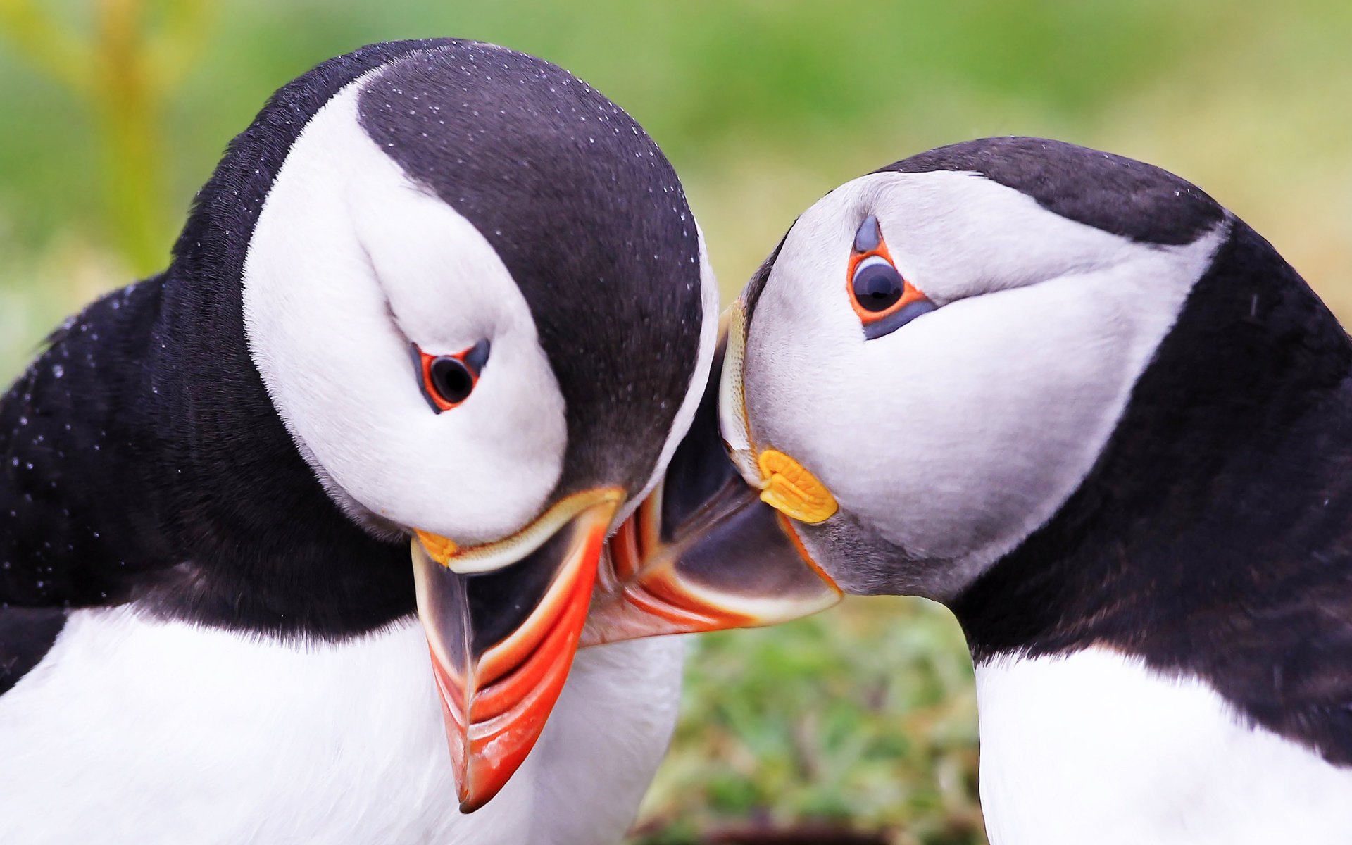 atlantic puffin fratercula arctica in bird