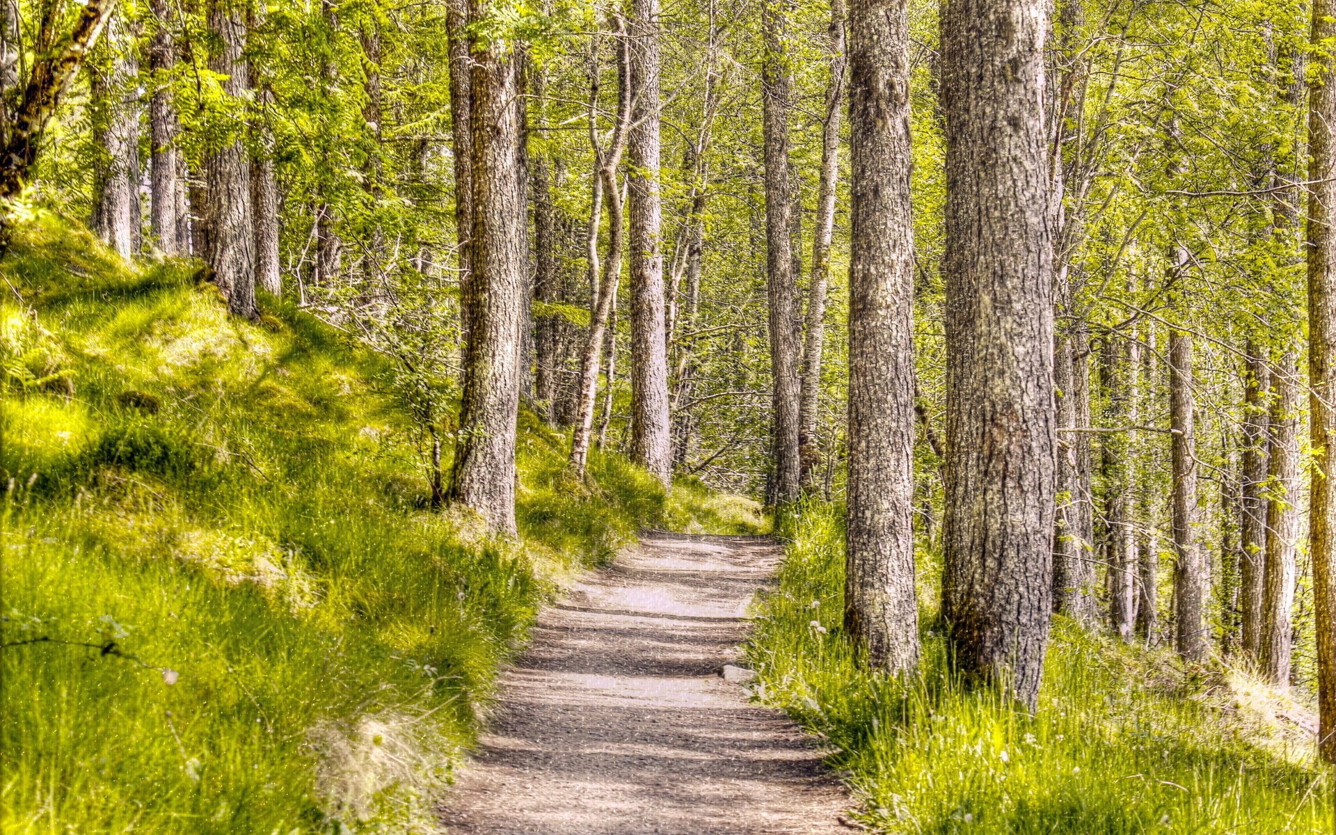 forest texture nature landscape background