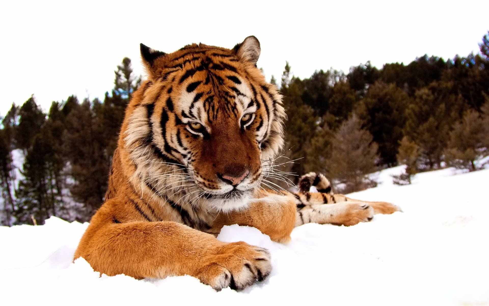 pattes museau sérieux regard tigre neige hiver forêt