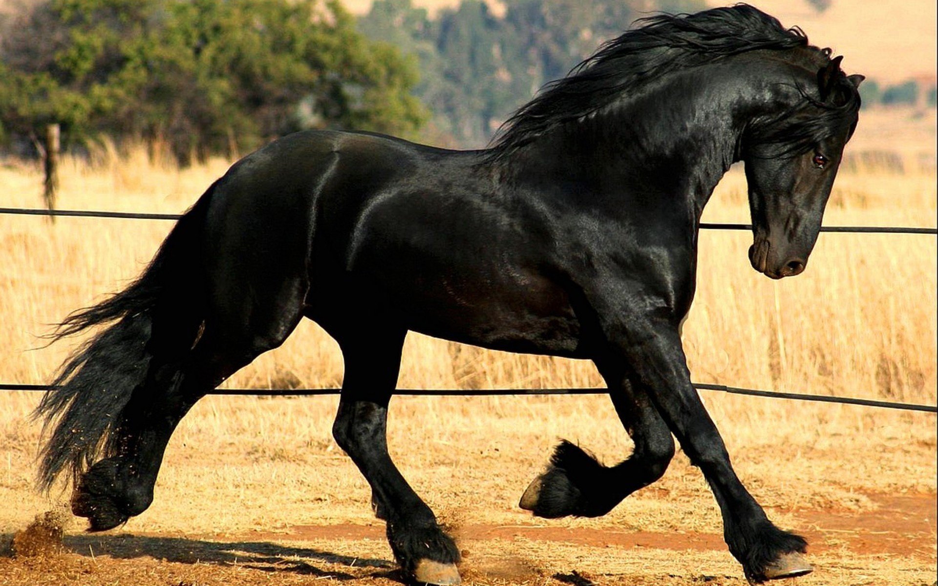 caballo frisia montaje raza caballo cuervo friso