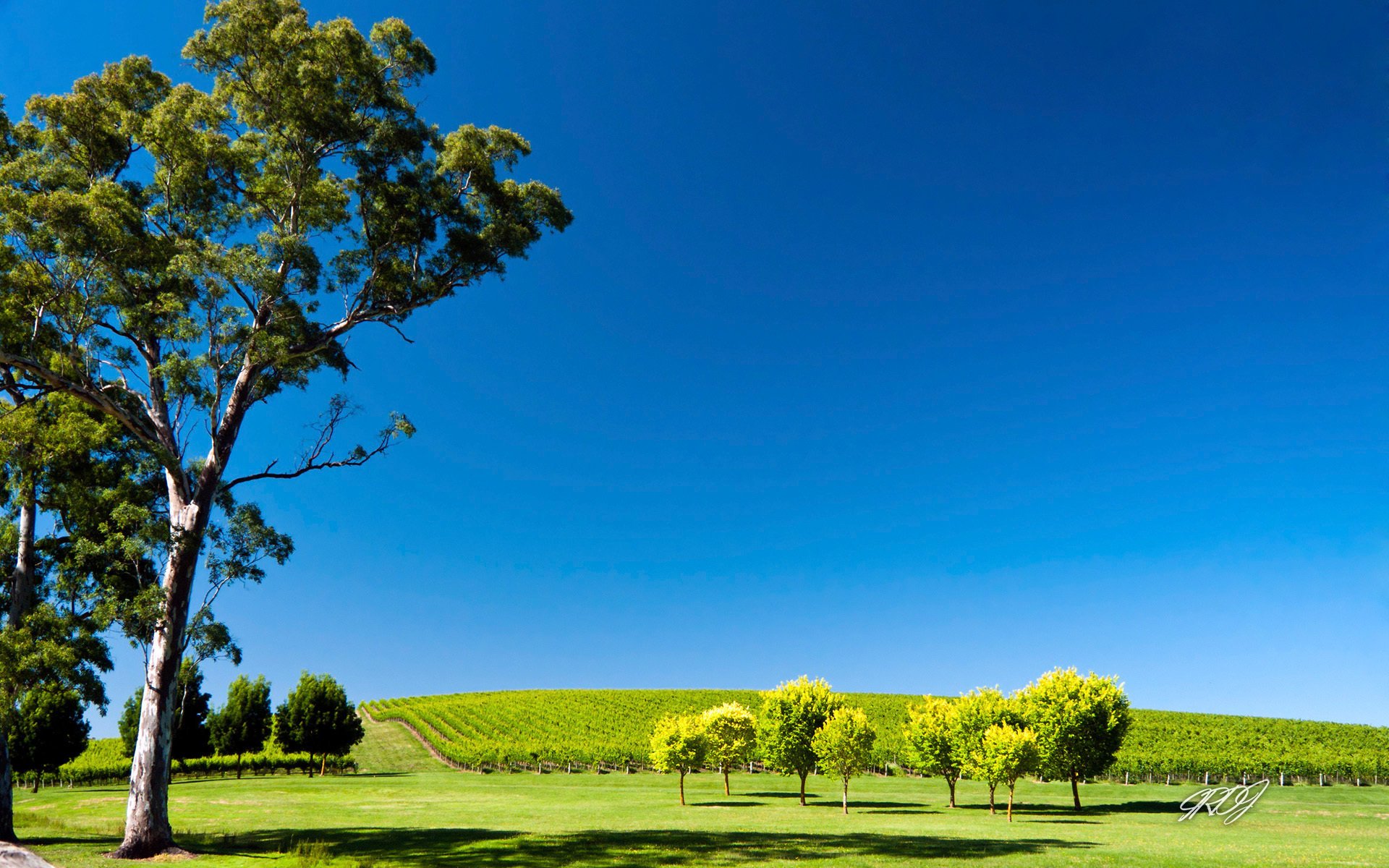 australie arbres champ jardin