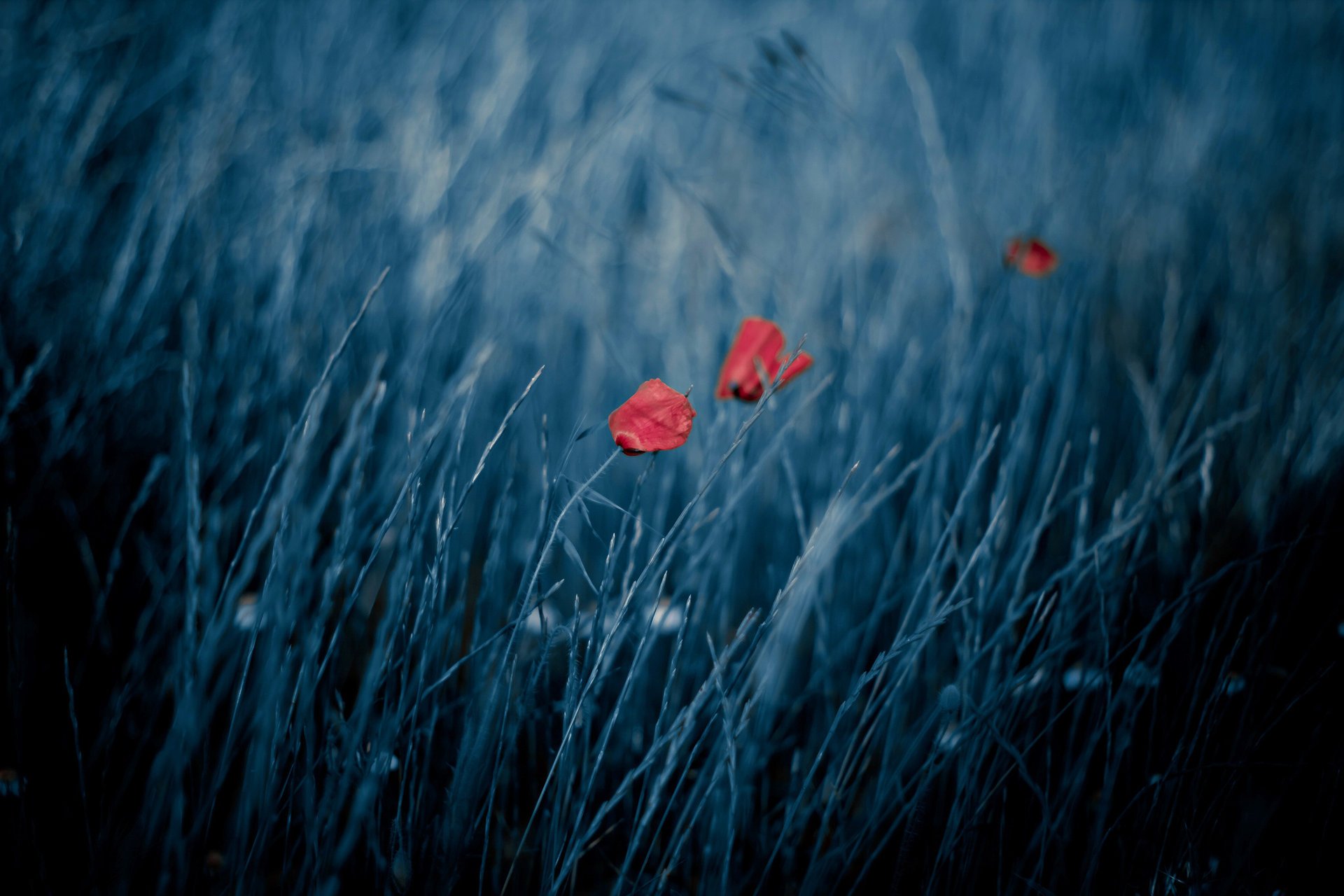 natura papaveri vento bokeh campo