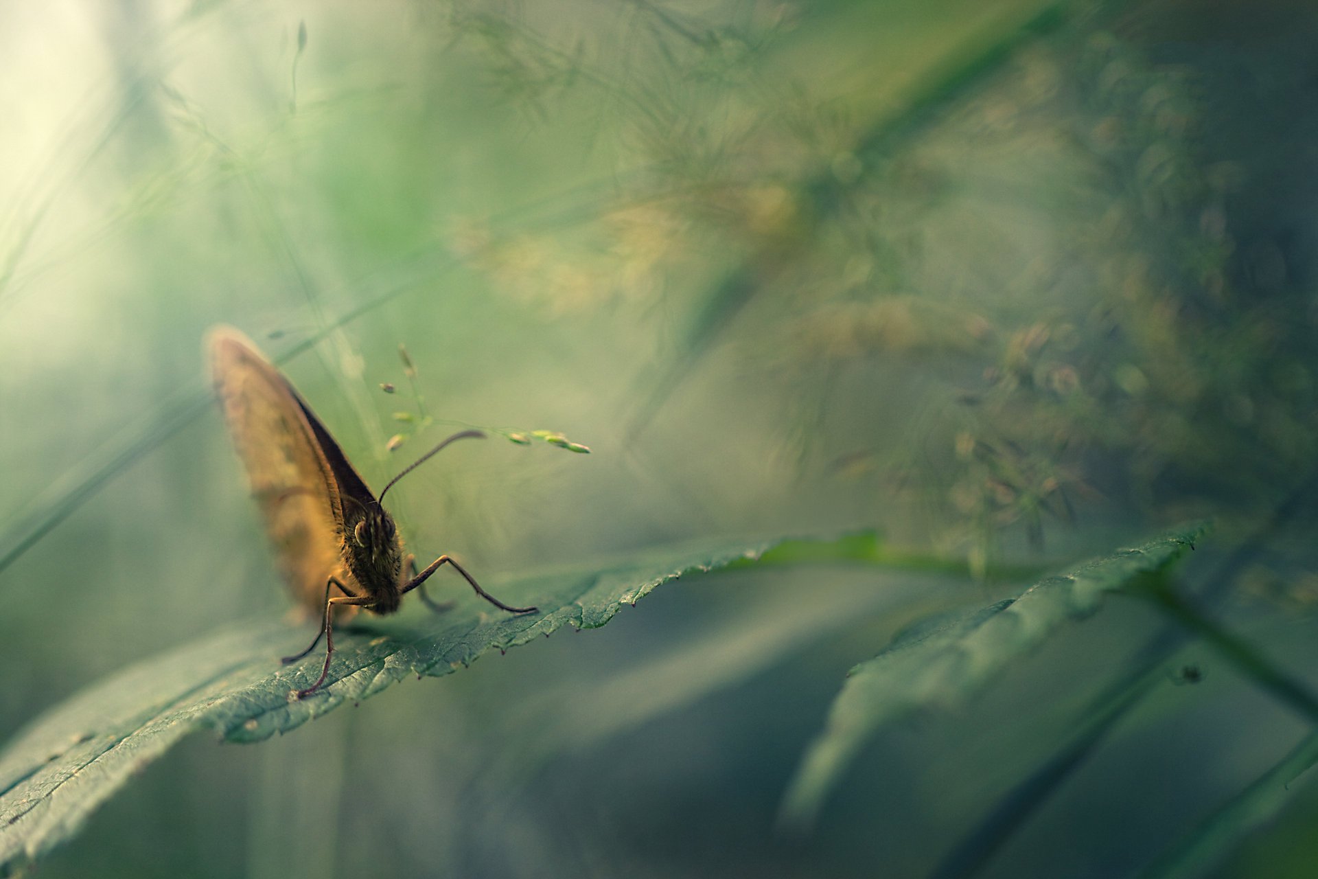 nature leaf butterfly macro