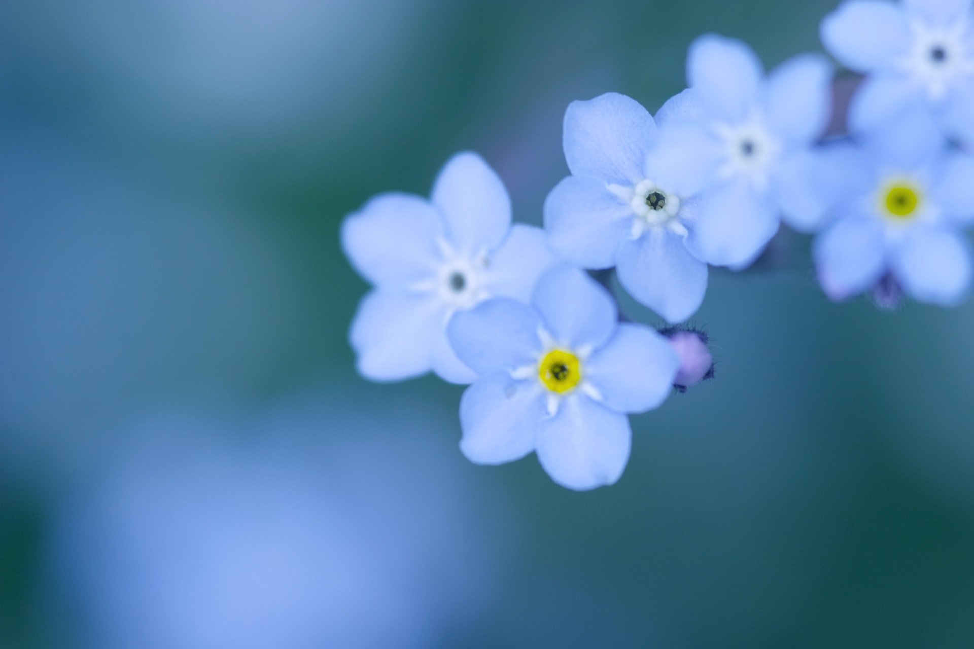 fleurs myosotis petits pétales bleu bleu