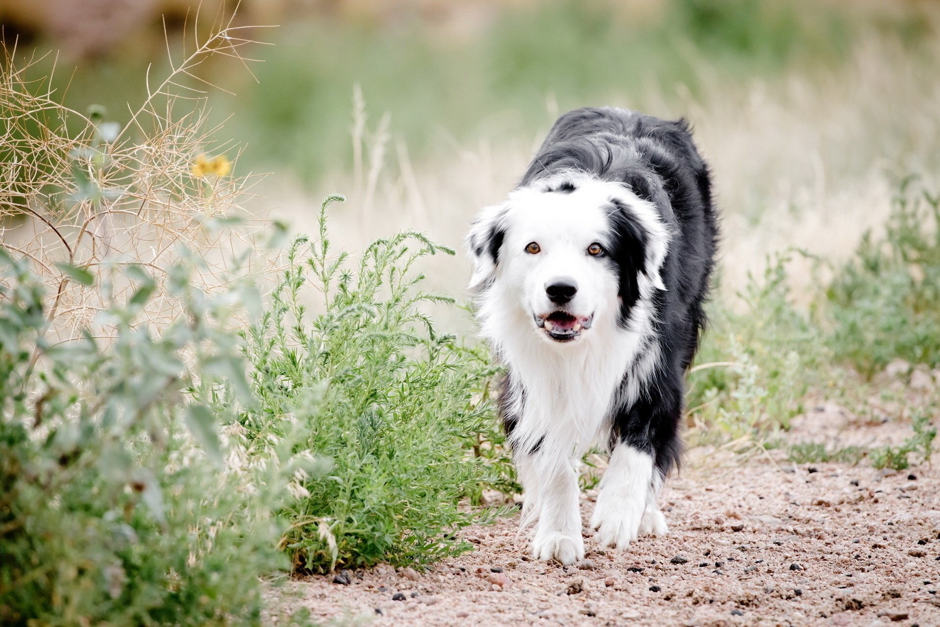 chien herbe nature