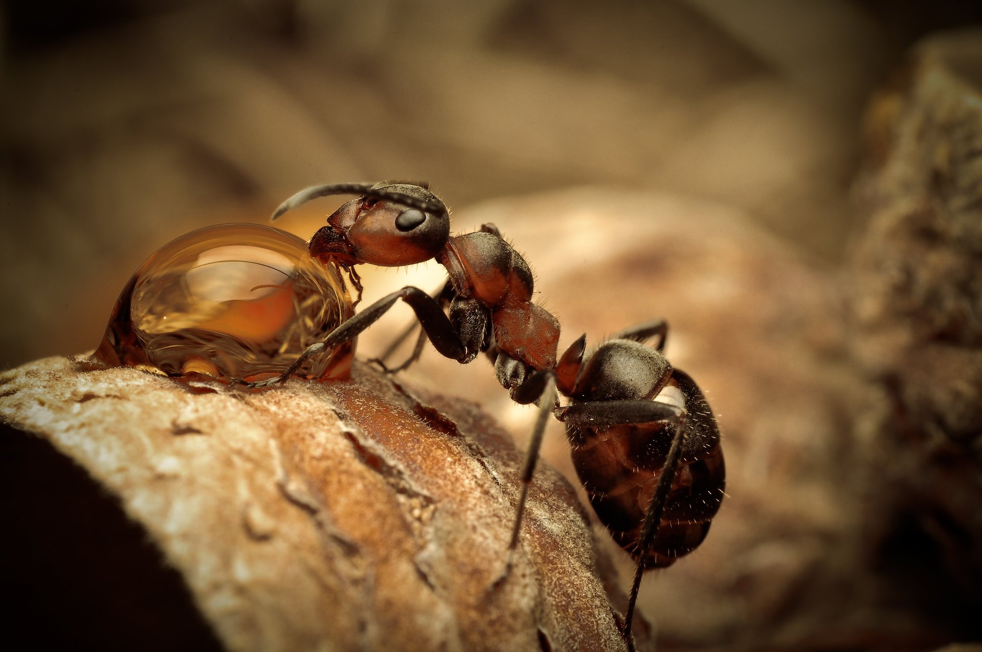 macro ant drop