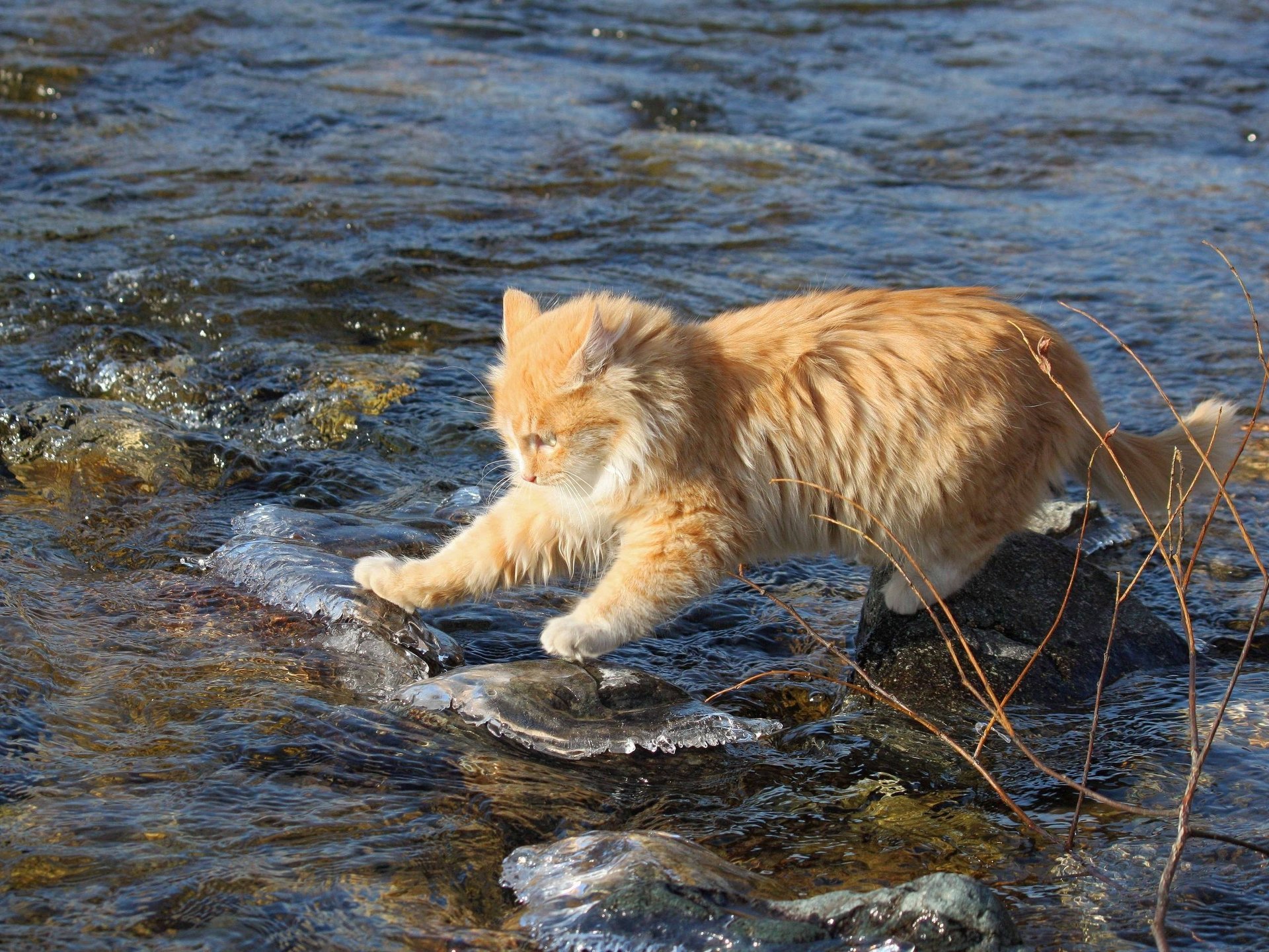 cat fearless water stones researcher red