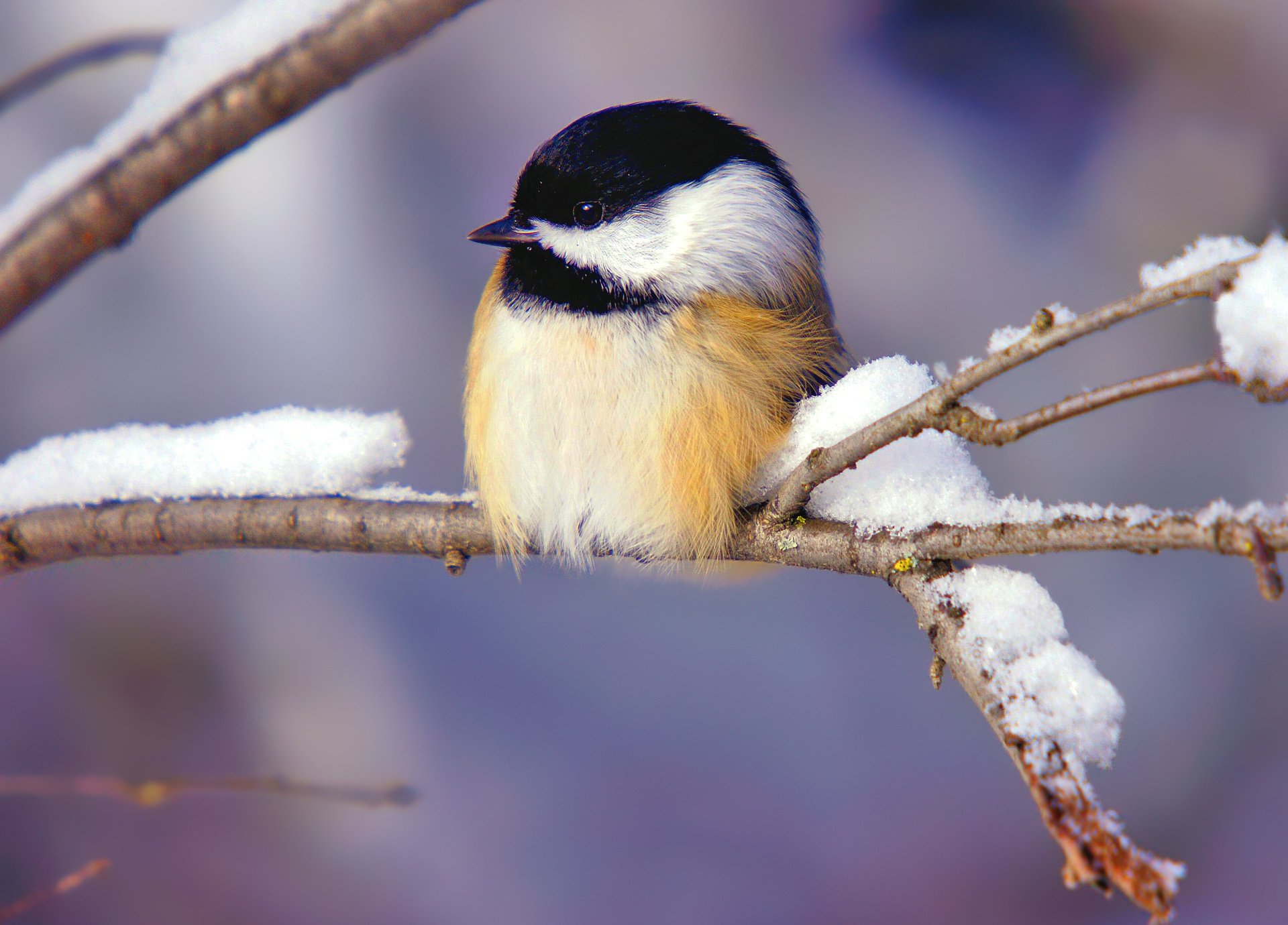 bird snow branch winter titmouse