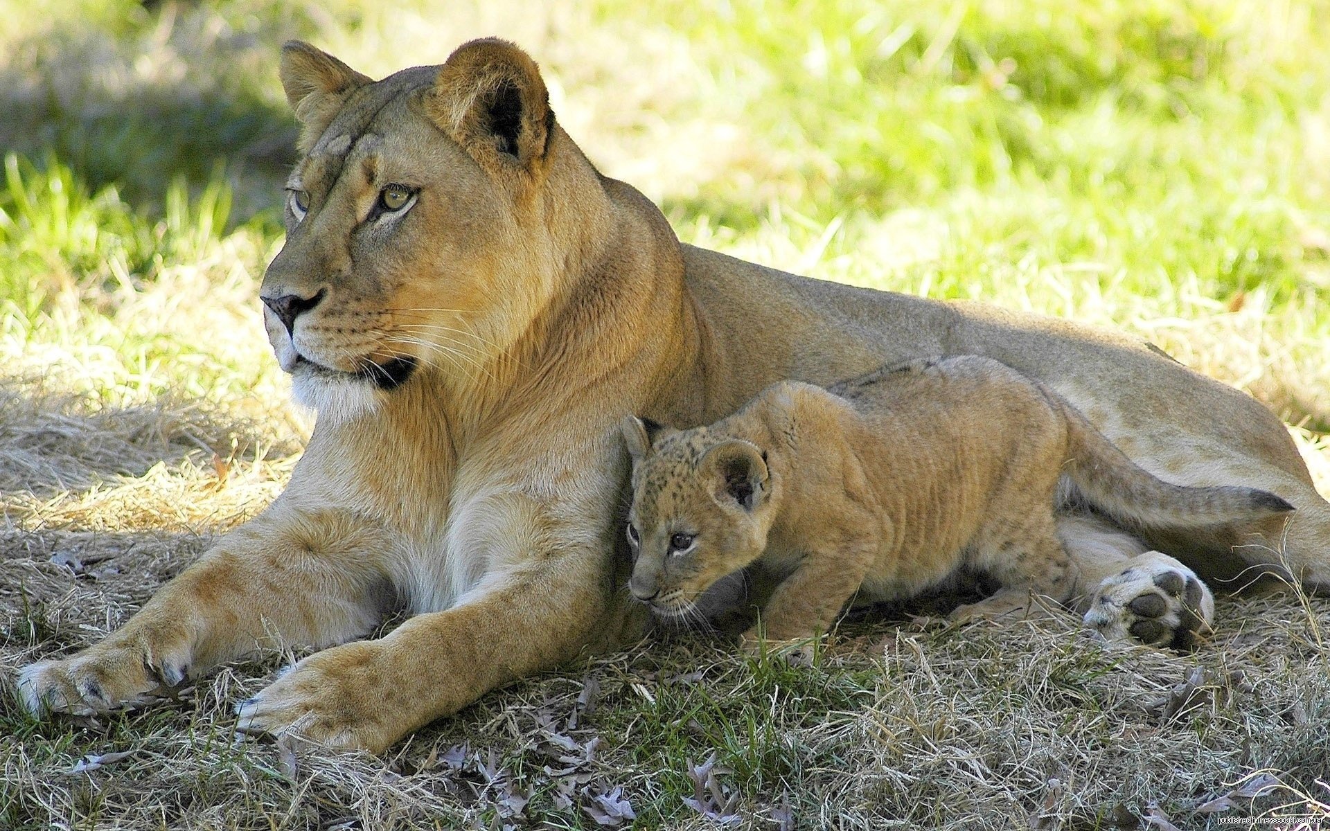 lion repos lionne ombre vue lionceau