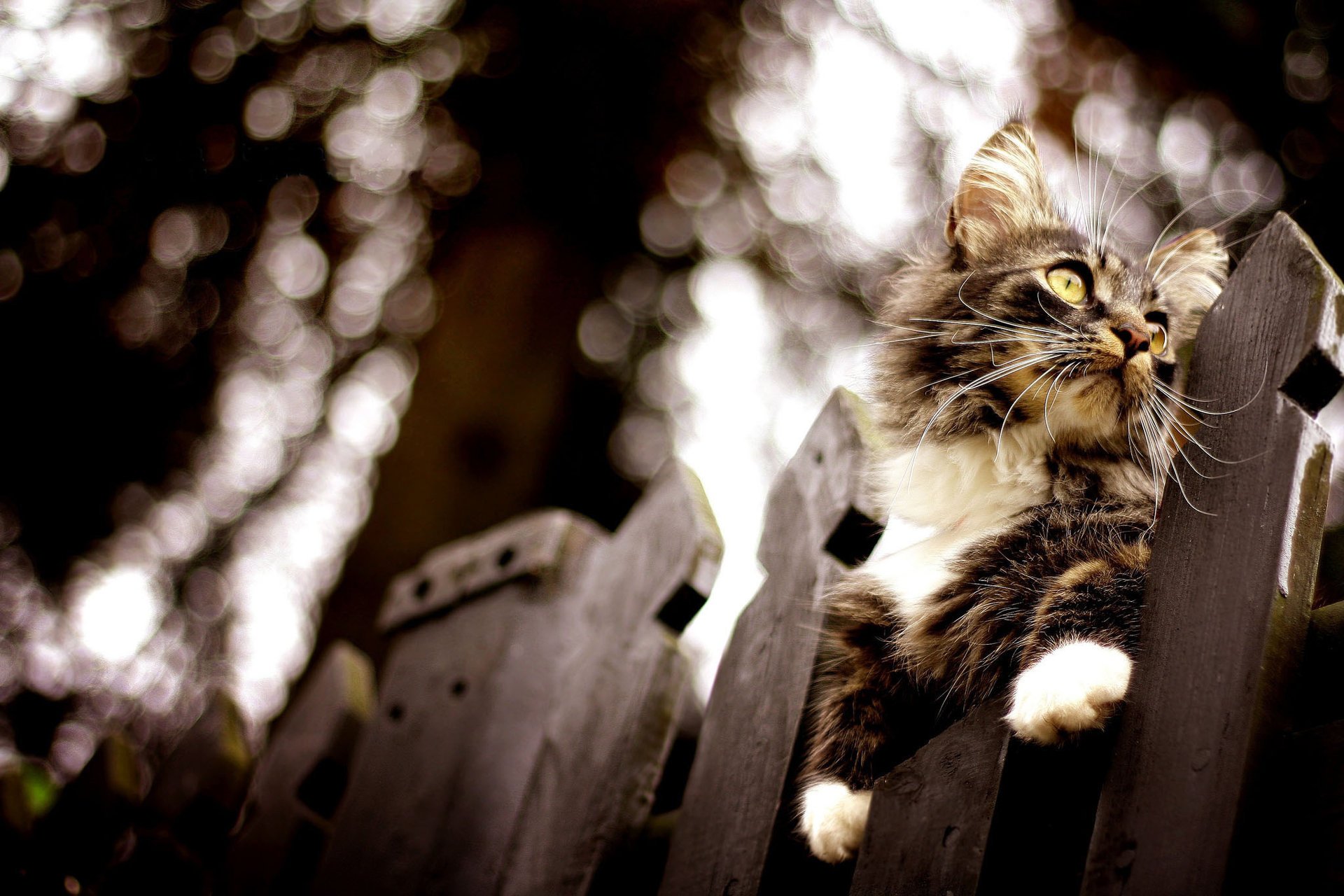 the fence cat bokeh blur