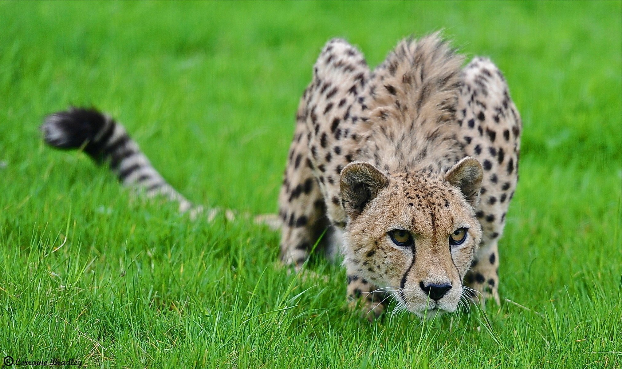 skradanie się drapieżnik gepard trawa