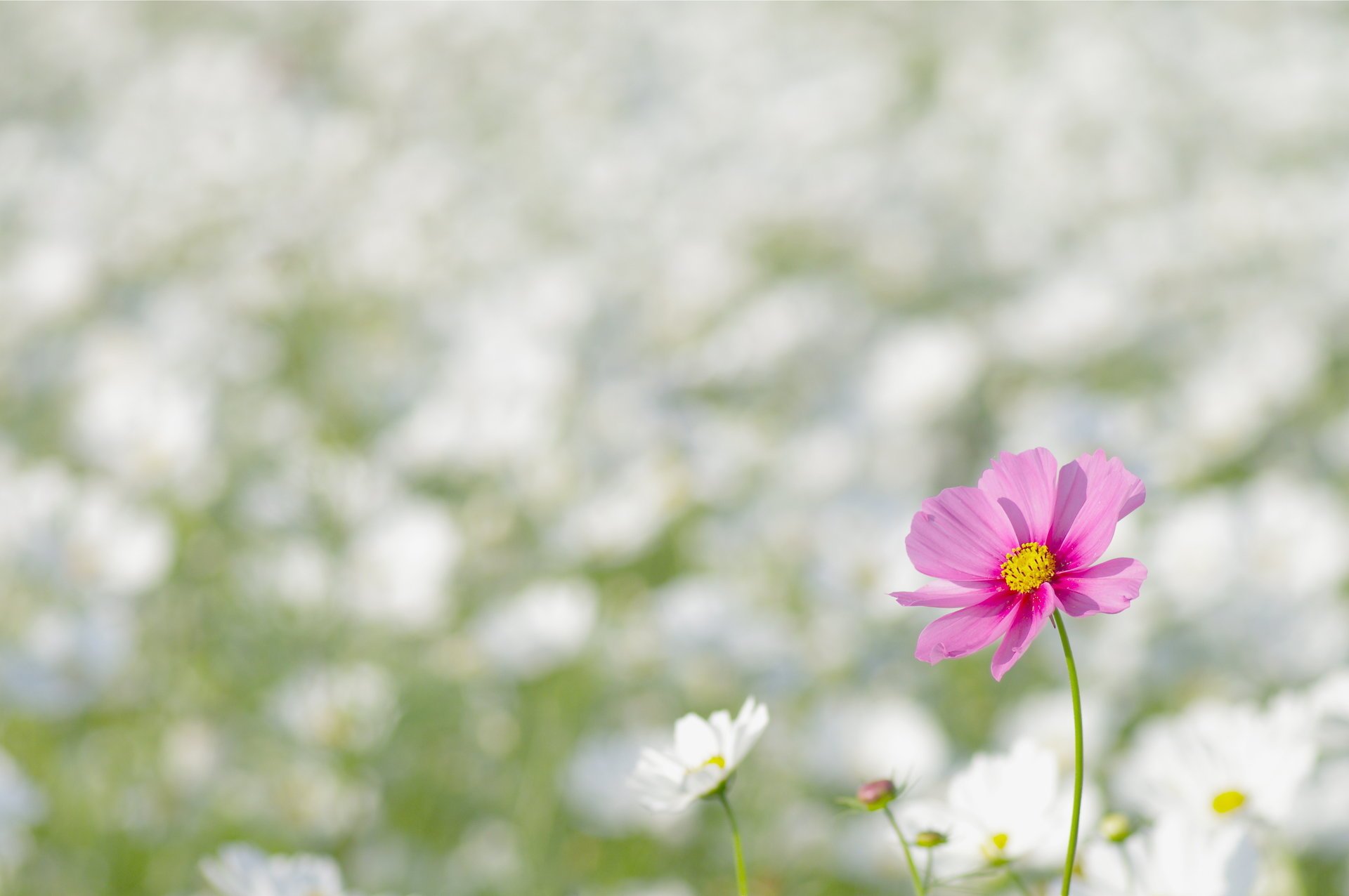 cosmea pétales rose fleur blanc