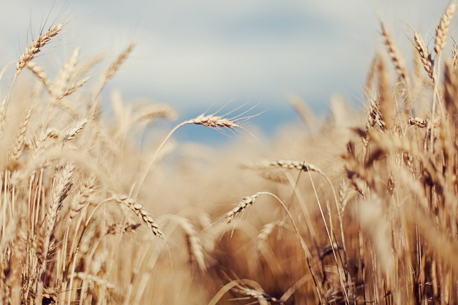 ears field nature