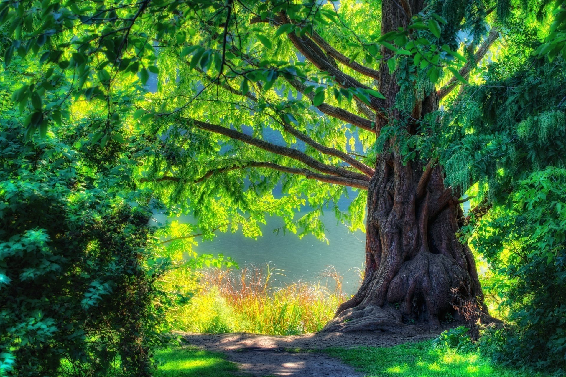 walk nature green cool spring nice beautiful landscape forest tree scenery