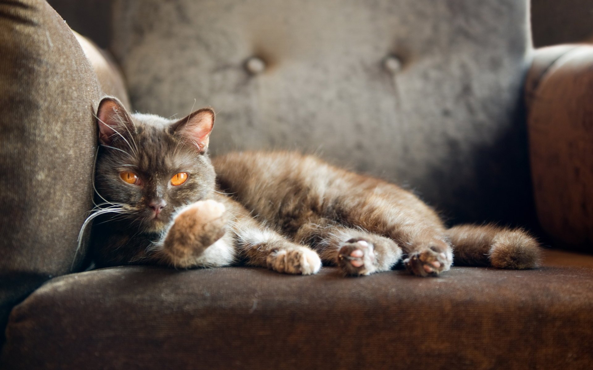 gato británico gato british shorthair silla gato mirando