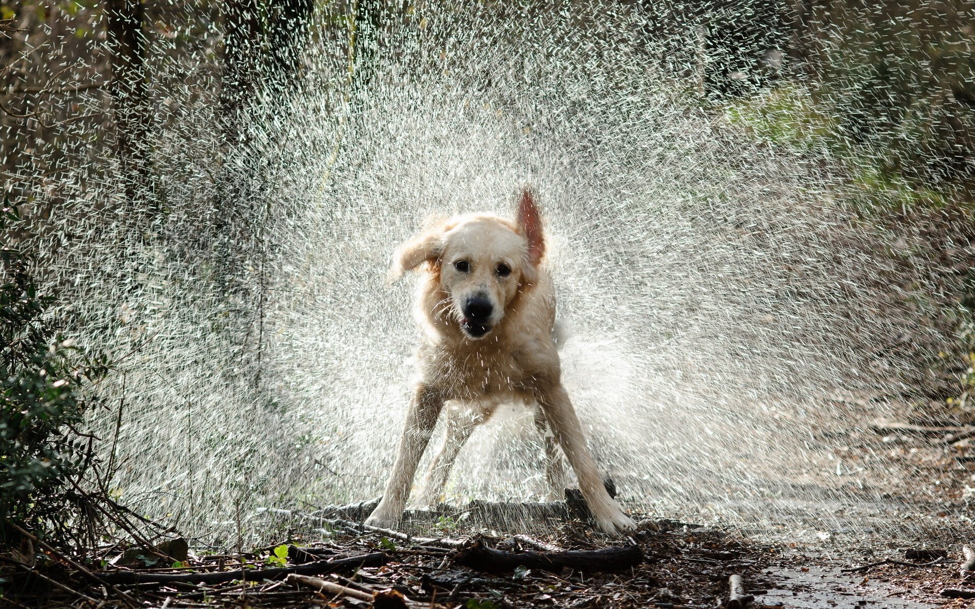 gocce cane spruzzi acqua