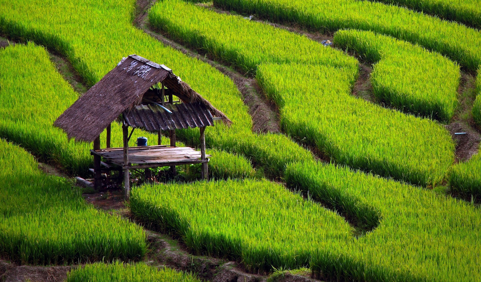 rice fields track grass table