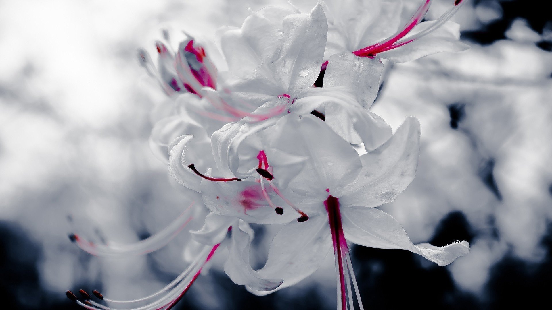 plant red macro white flower