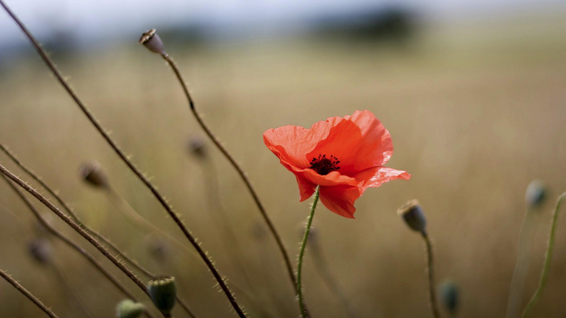 papavero rosso macro estate campo