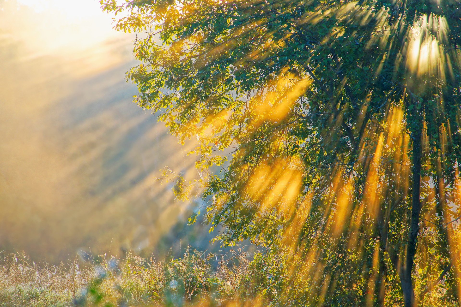 tree nature rays morning light