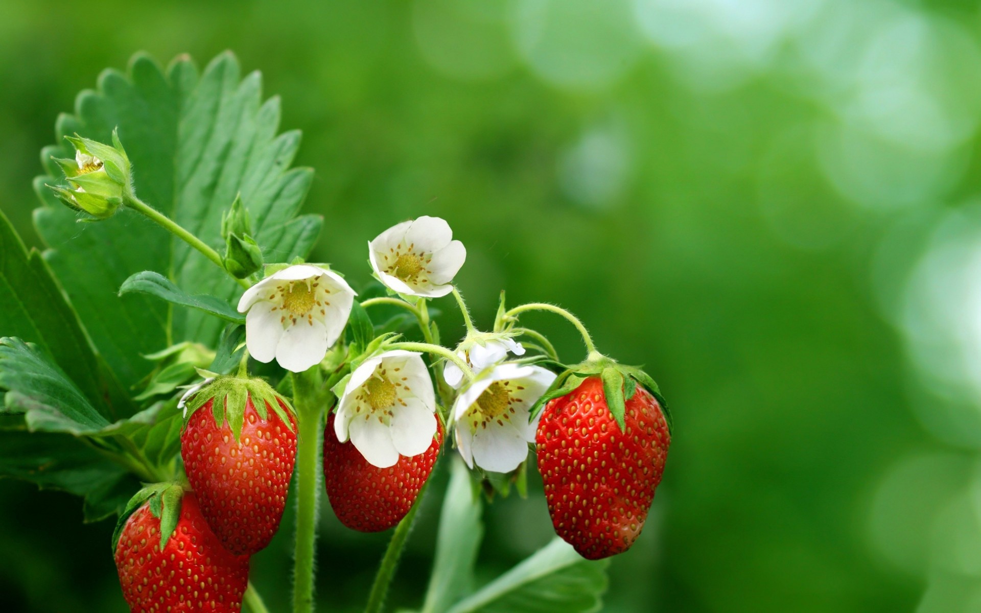 feuille baies fraises fleurs