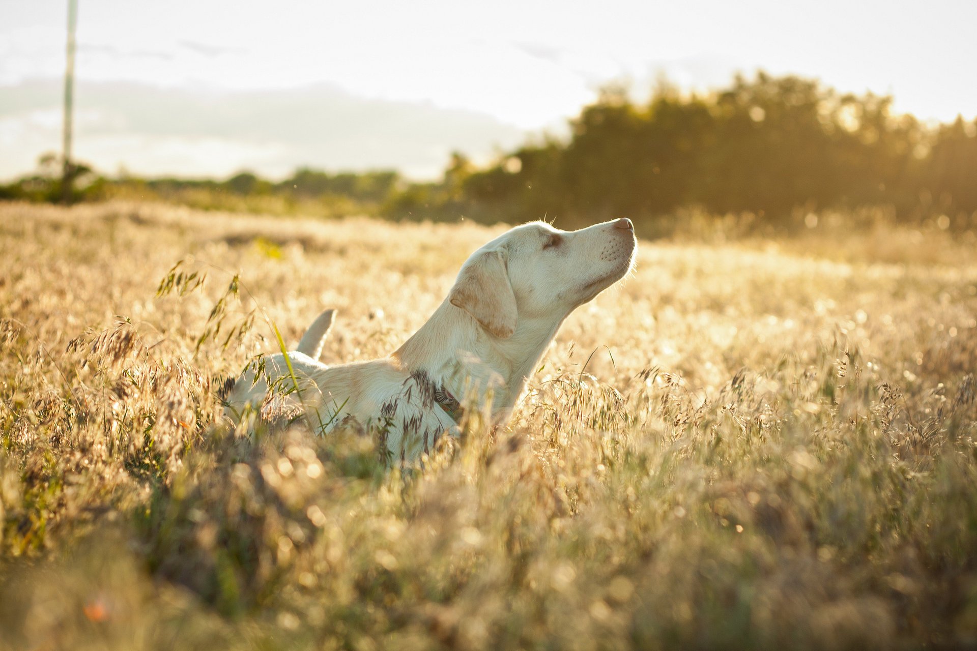 herbe sèche humeur chien champ