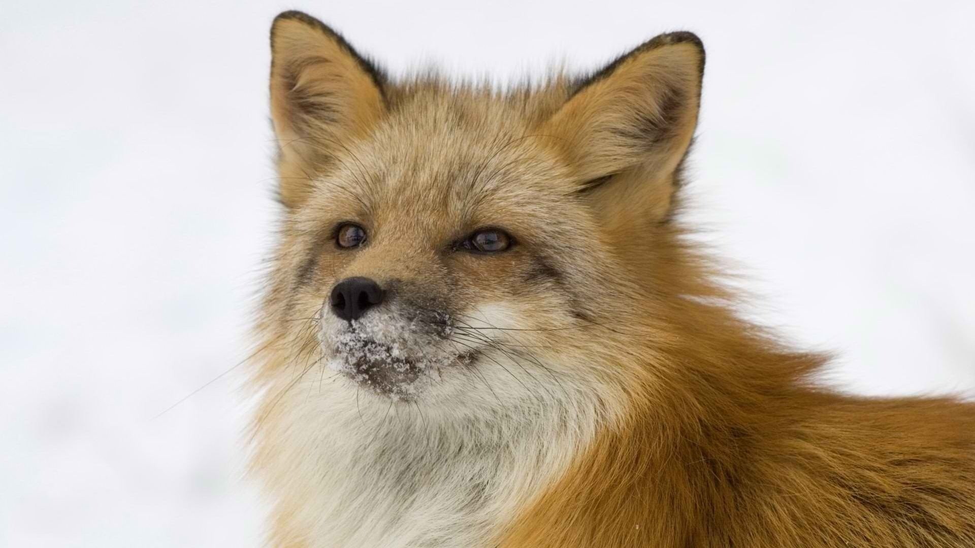 fox red sly fox