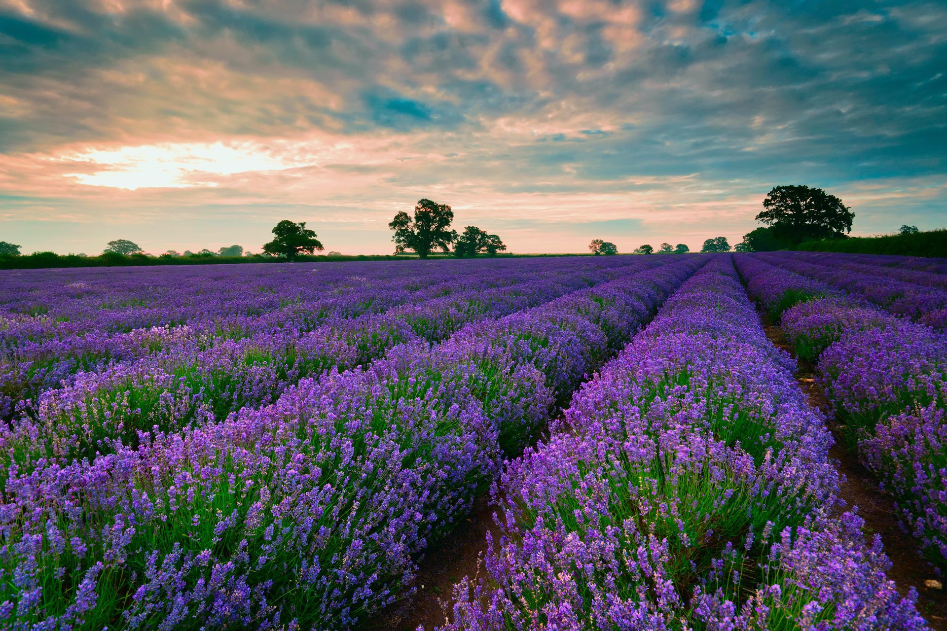 lavanda campo cielo nubes