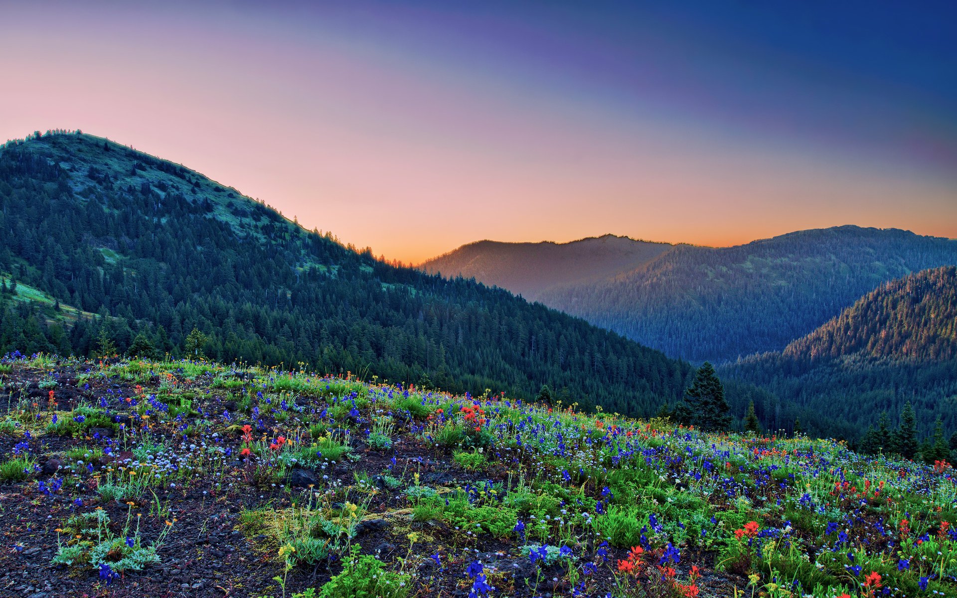 montagnes clairière fleurs forêt