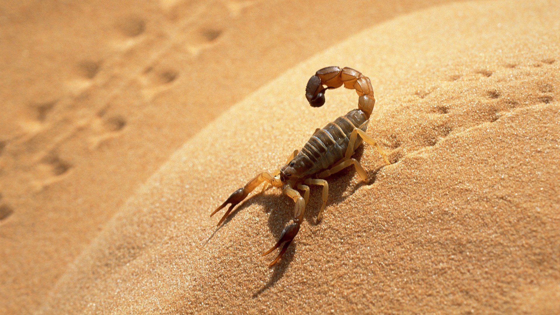 scorpione impronte ombra sabbia