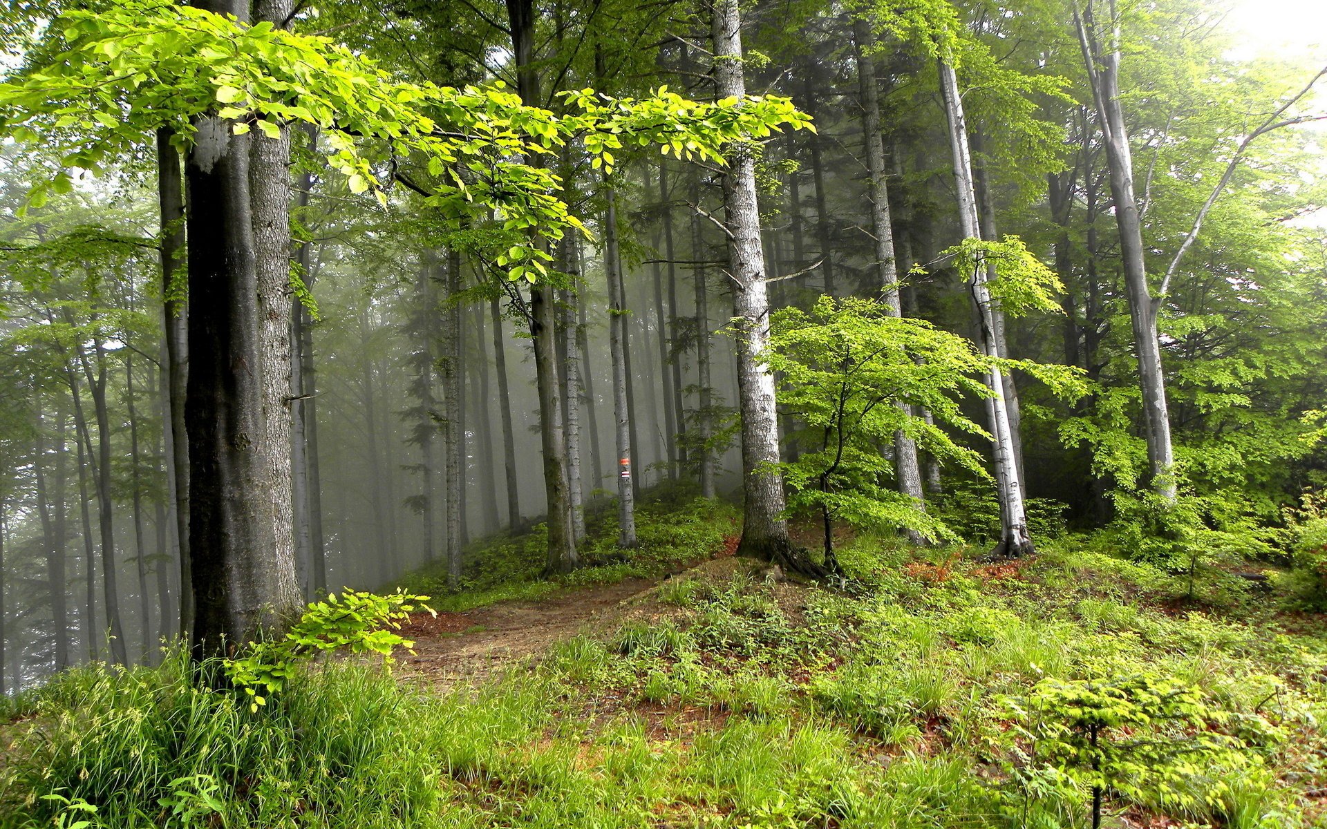 été forêt paysage arbres nature