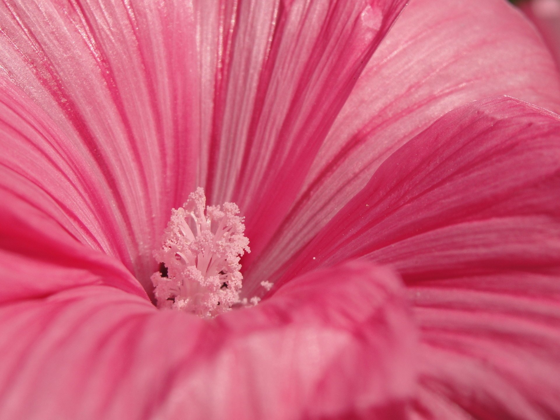 fiore macro rosa