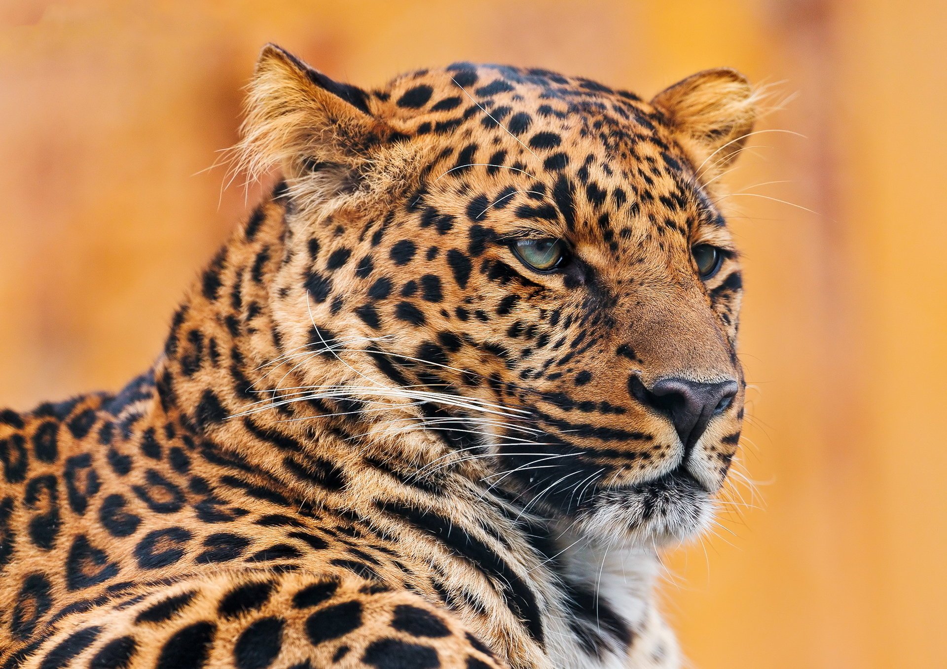 schnauze leopard leopard liegt ernst porträt schnurrbart