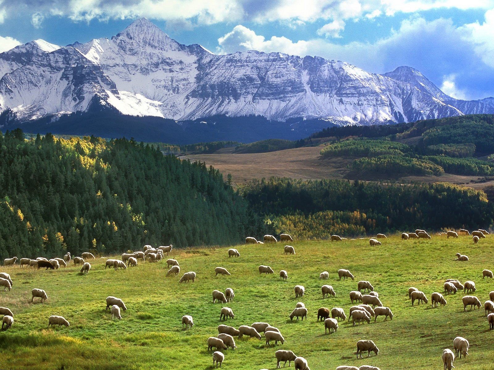 the field mountain pasture