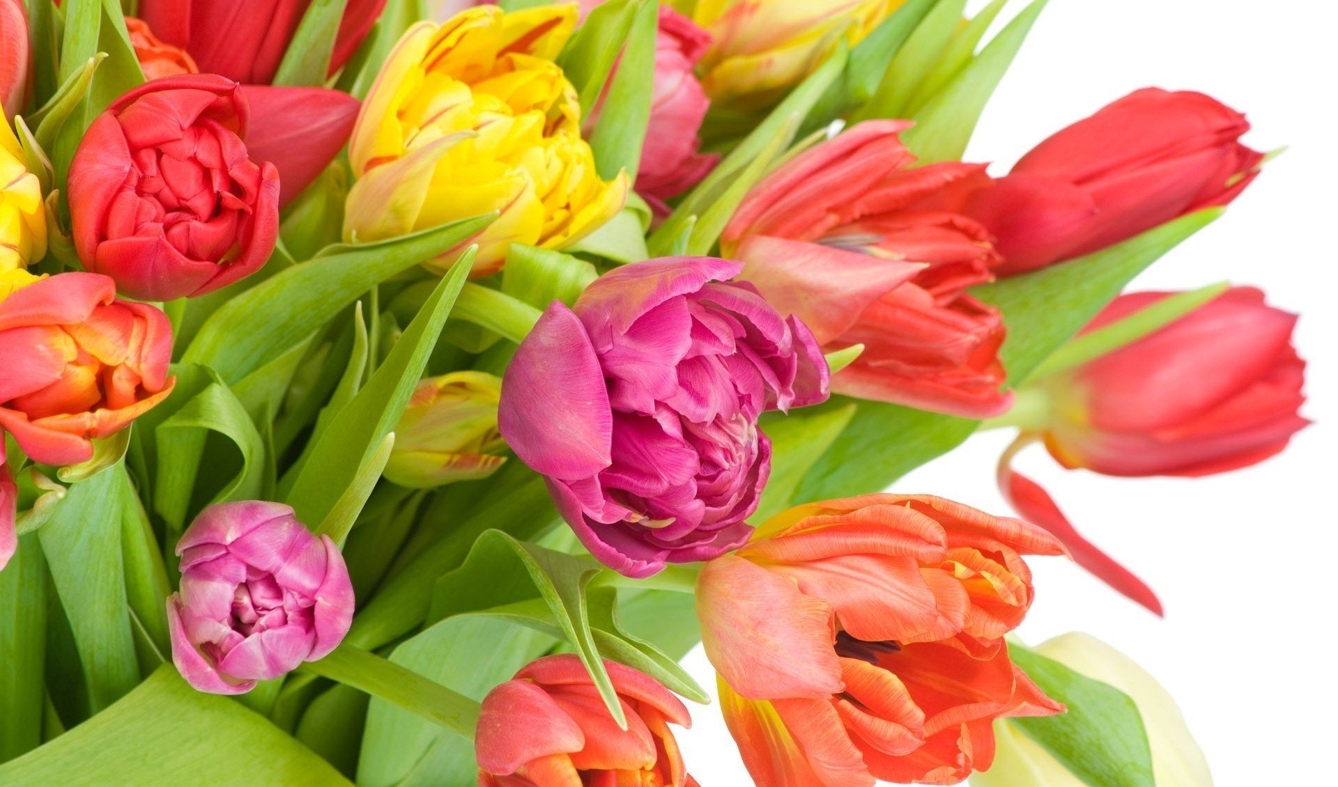 flowers tulips colorful