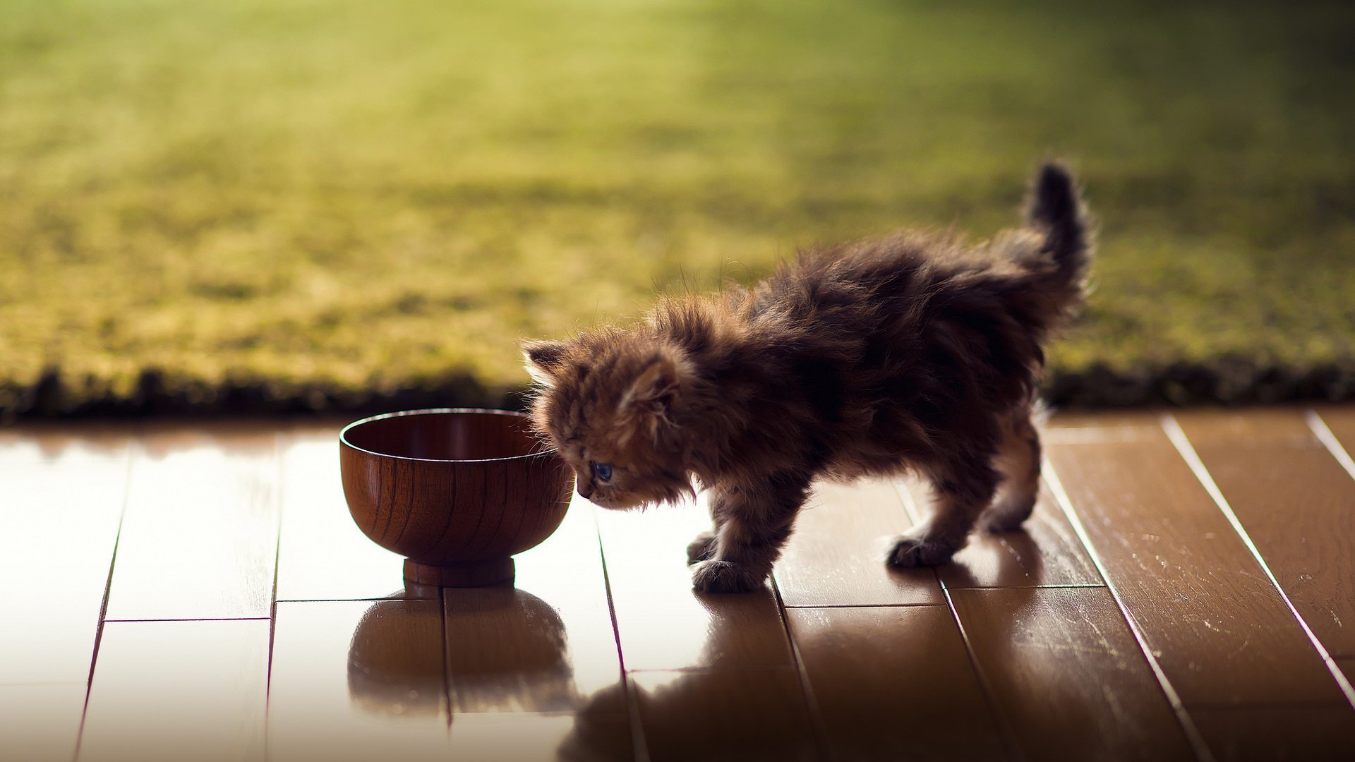 hannah daisy ben torode kitty bowl