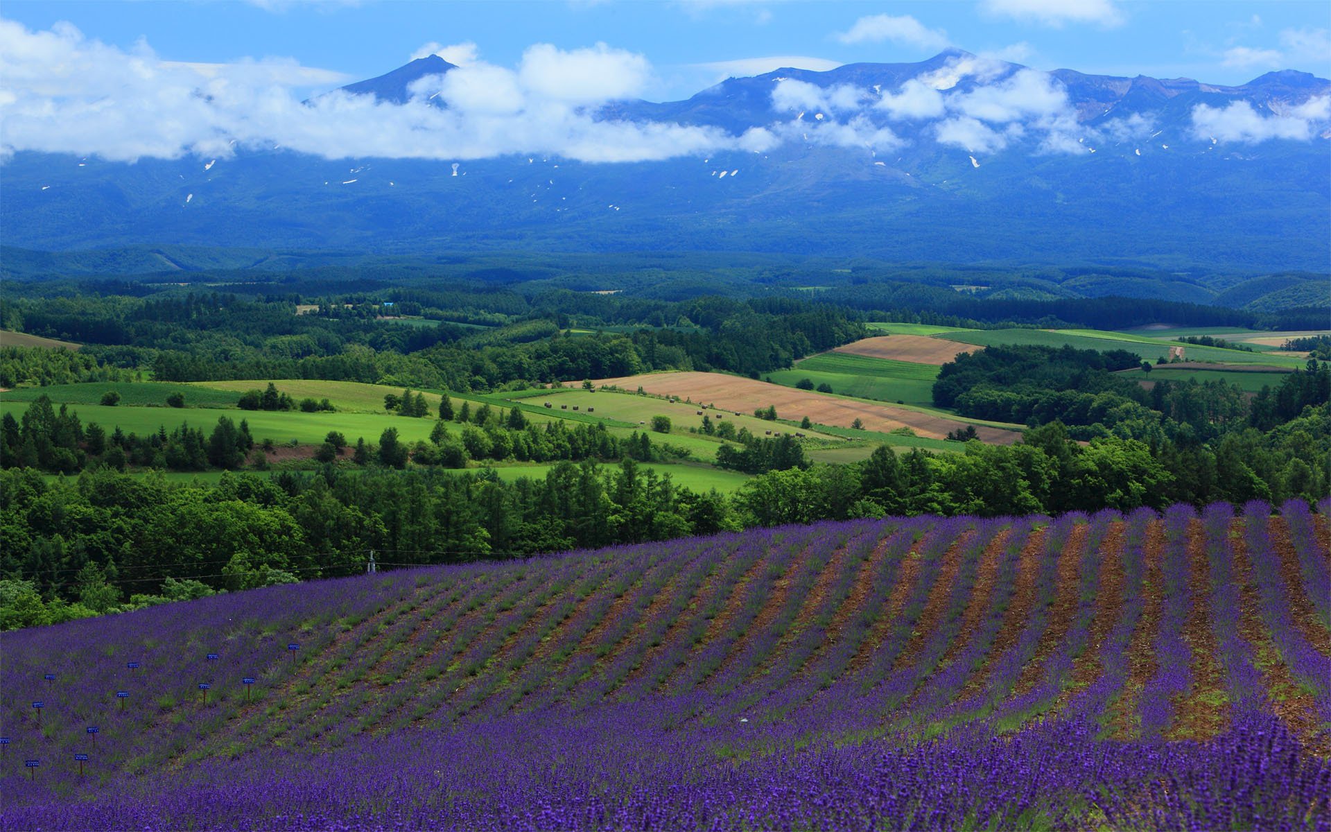 lavanda campos paisaje campo naturaleza