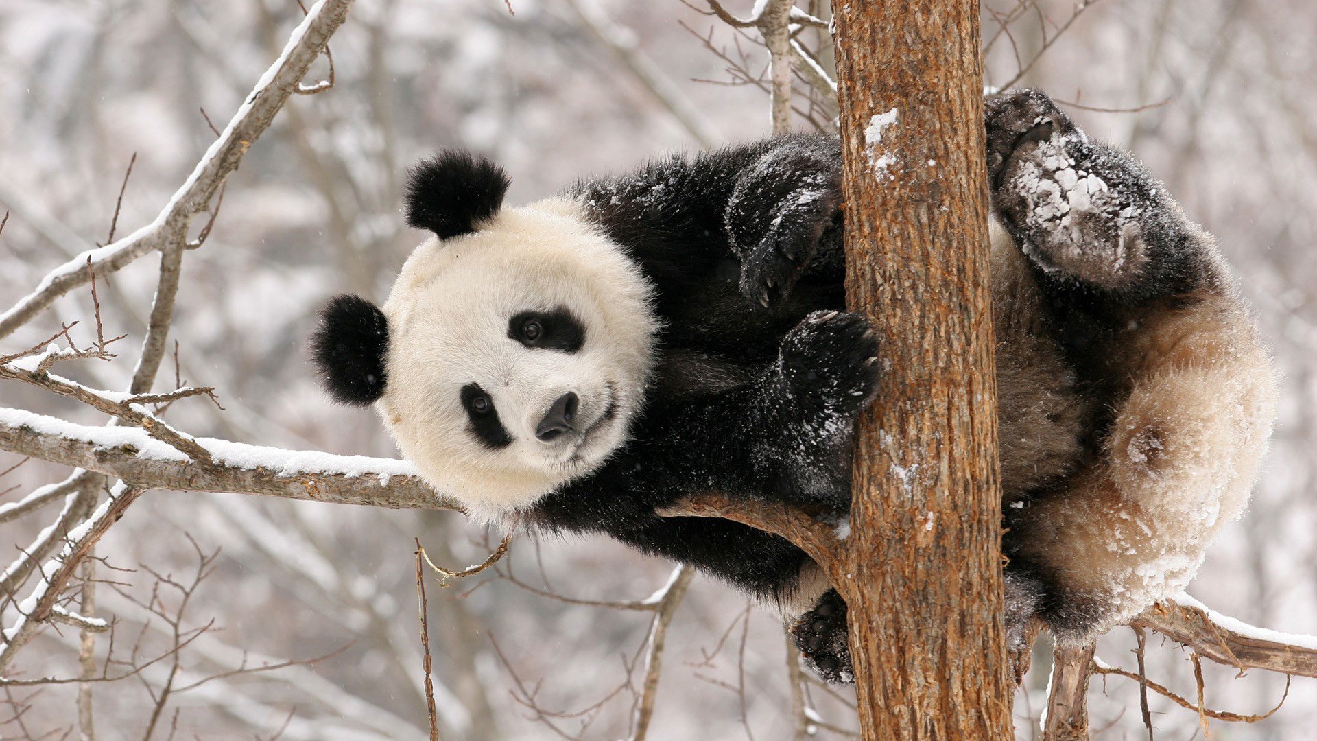 panda niedźwiedź śnieg zima