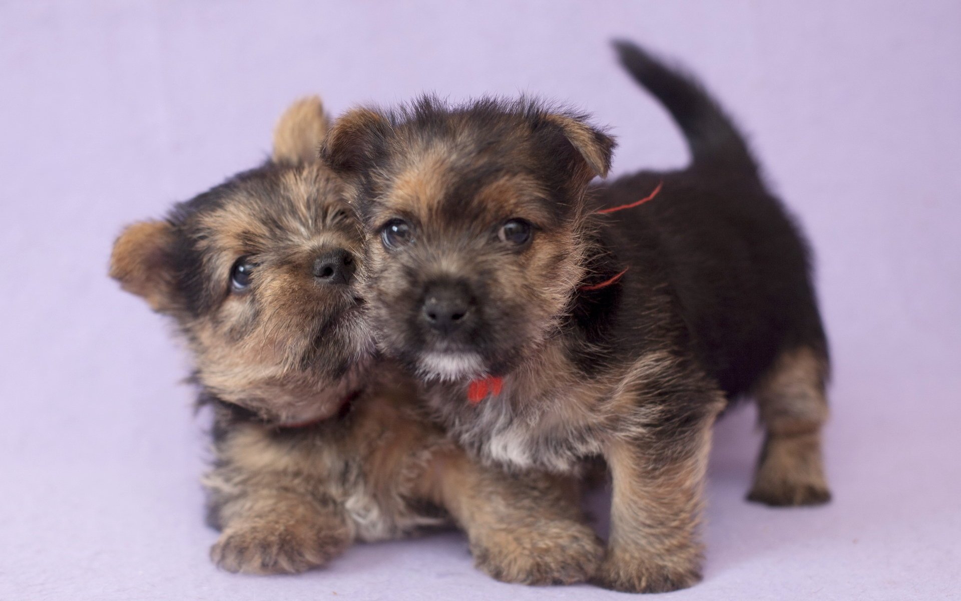 maison chiens chiots