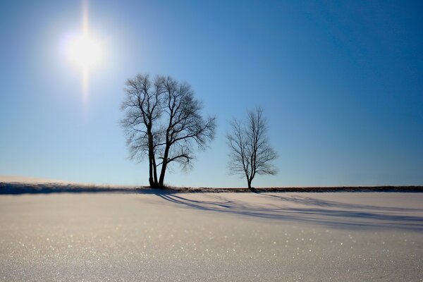 Einsame Bäume inmitten von Sand und Sonne