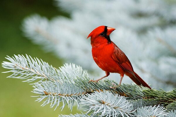 Ein roter Vogel auf einem weißen Zweig