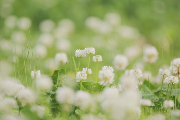 Weiße Kleeblüten auf grünen Blättern