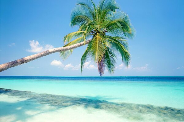 Beach by the ocean with palm and sand