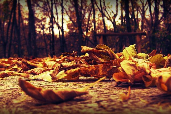 Fallen autumn yellow leaves macro view